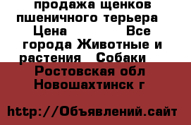 продажа щенков пшеничного терьера › Цена ­ 35 000 - Все города Животные и растения » Собаки   . Ростовская обл.,Новошахтинск г.